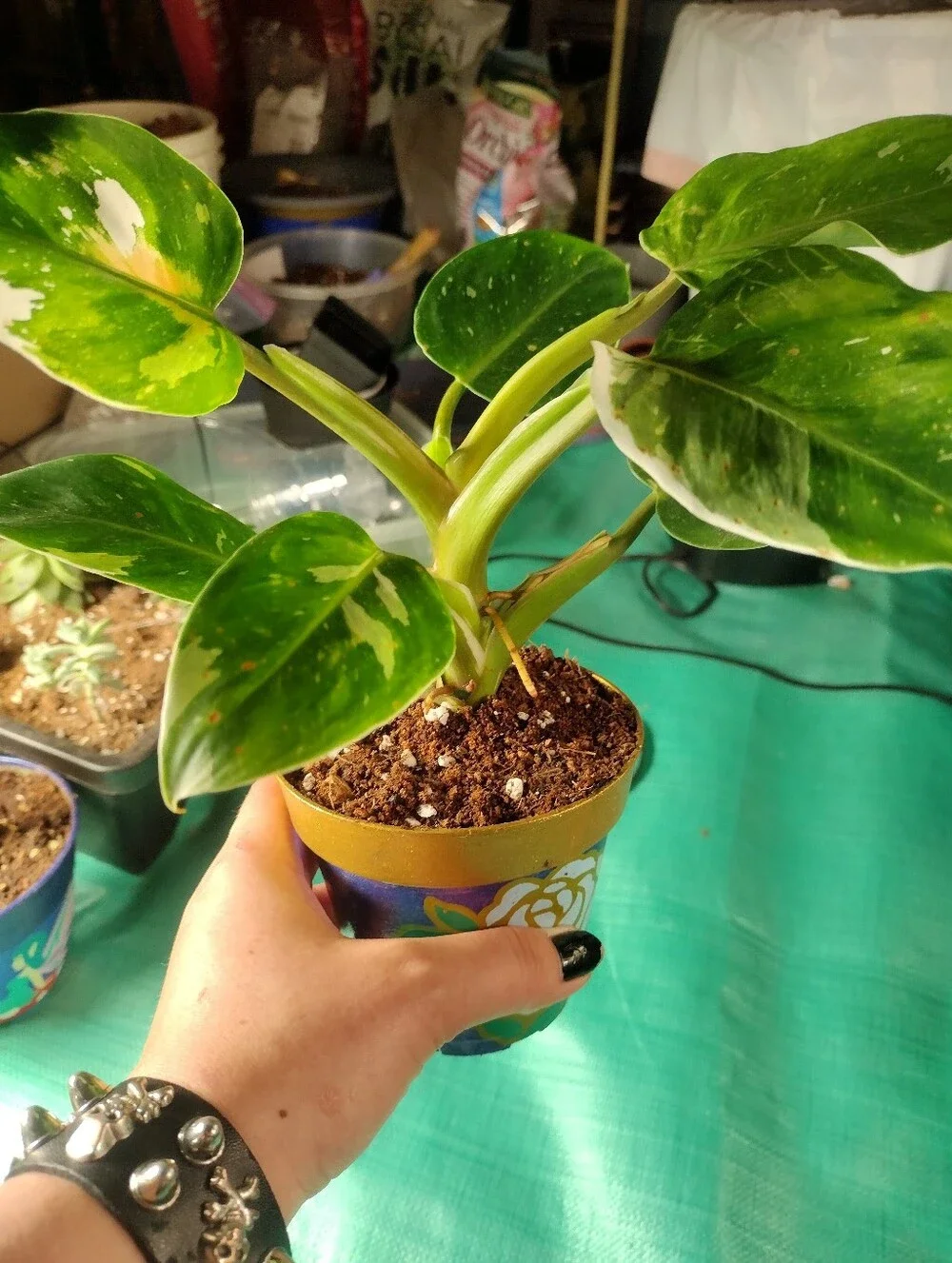 Gorgeous Variegated ”White Wizard